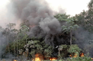 brenning av regnskogen.